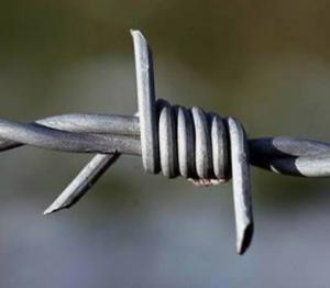 China Hot sell high quality 14x14 16x14 galvanized barbed wire on sale