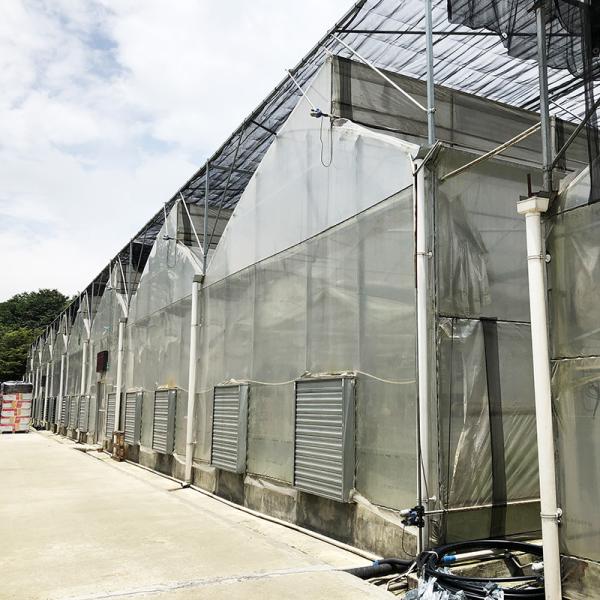 Quality Steel Tructure Sawtooth Poly Film Low Tunnel Agricultural Multi-span Greenhouse for Sustainable Vegetable Production wholesale