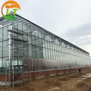 China 3m Height Large Glass Greenhouse for Tomato Planting in Skeleton Design Customized on sale