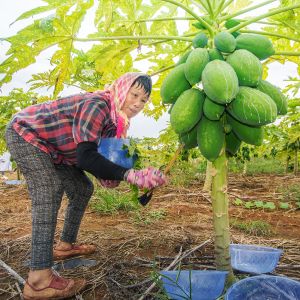 1000TU/MG Protease Meat Tenderizer 6000USP For Tenderizing Beef Pork And Chicken