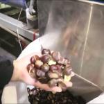 Labor Saving AI Powered Chestnut Sorting Machine: Smart Assistance, Cost