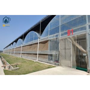 China Agriculture Tomato Tunnel Greenhouse Multi Span Horticulture Tropical Greenhouse on sale