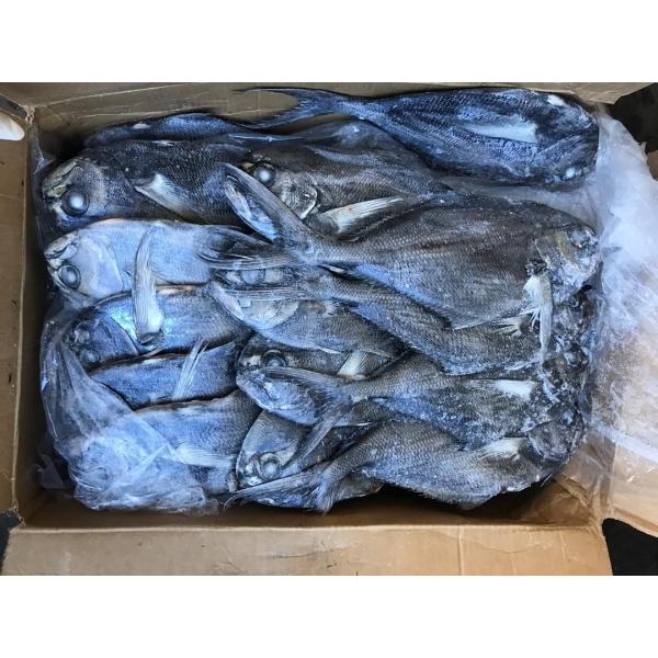 1kg Up Whole Round Black Pomfret Fish Fresh Frozen Seafood