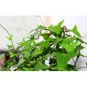 Ivy Leaf Extract 5%~20% Hederacoside C (Hvedera helix L.) with rich experience