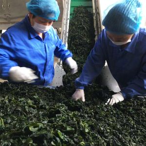 3cm Length Dehydrated Vegetables Dried Wakame Laver for Fast Food 20Kg Bulk