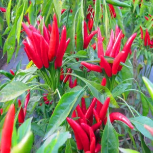 Cheap Hot Pungency 10,000 SHU Dried Red Chilli Peppers Strong Pungent Chilli Flavor Peppers for sale