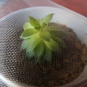 Good Quality Customized Farm Vegetable Protection Insect Mesh Insectproof Net