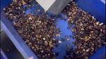 Advanced Cashew Sorting Equipment For Vietnamese Processors With Local Support