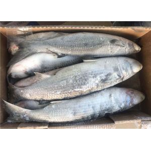 Cheap Mugil Cephalus Cephalus Gutted 1000g 1500g Frozen Grey Mullet for sale