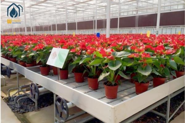Quality Custom 4x8 Nursery Hydroponic Ebb And Flow Table Rolling Bench Grow Rack wholesale