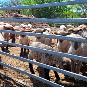 Sheep Mesh Panels Farm Fencing Livestock Sheep Panels