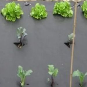 High Tensible , Durable PP Spunbond Nonwoven for Agricultural Textile