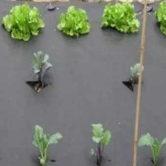 Quality High Tensible , Durable PP Spunbond Nonwoven for Agricultural Textile wholesale