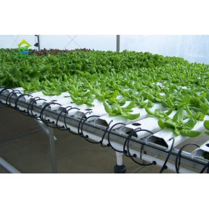 Customized Indoor Vertical Soilless Hydroponic System For Cucumber