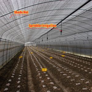 Hot Dip Galvanized Steel Pipe Industrial Insect Net Mushroom Farming Greenhouse