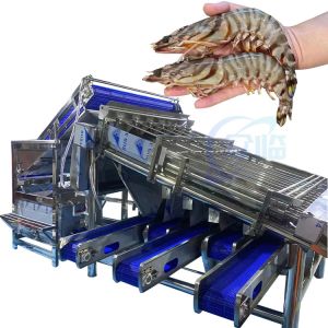 China Seafood Equipment Shrimp Peeling Machine Shrimp Shell Processing Machine Stainless Steel Roller Rapid Shrimp Grading Mac on sale