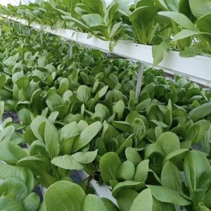 Arch Type Plastic Agriculture Greenhouse for Tomato/Cucumber Strawberry with