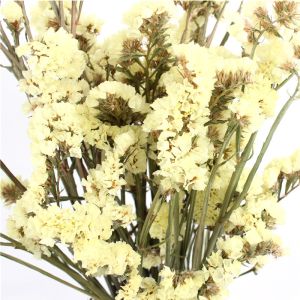 Statice Limonium Beautiful Dried Flowers Beautiful With Long Using Time
