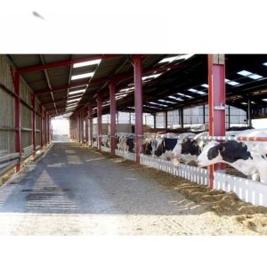 Q235B ASTM A36 Prefabricated Steel Cow Shed With Q355B Beams 20lb Roof Load