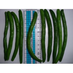 IQF Frozen Green Beans S , M Size