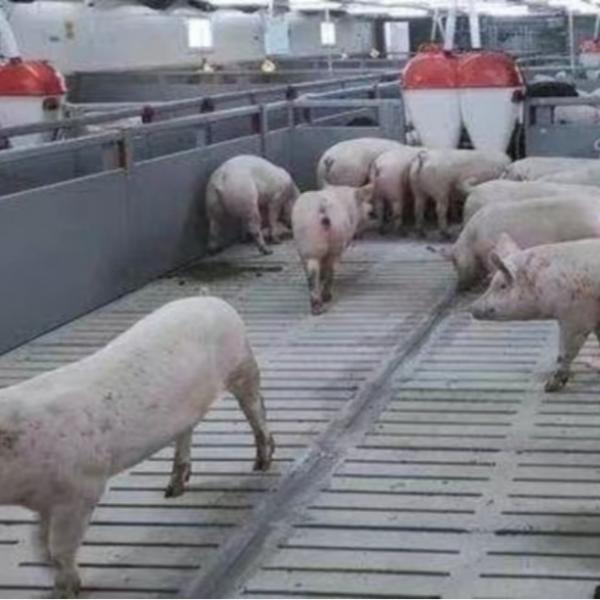 Quality PVC Panel Fence Fattening Pen Piglet Nursery Crate With Finishing Feeder wholesale