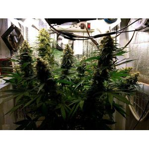 Flowering UV LED Grow Lights Waterproof WiFi-Controlled Orsam 660nm UL 3.1umol/J