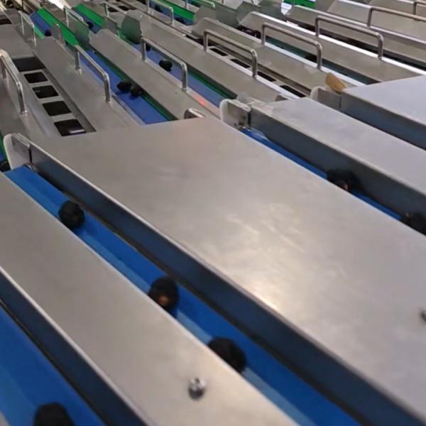Smart Dates Sorting Machine With AI-powered Sorting System, high resolution