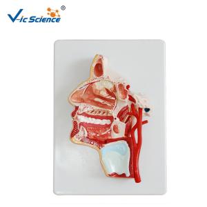 Cheap Artificial Human Anatomical Model Vertical Teaching Head Model VIC-324 for sale