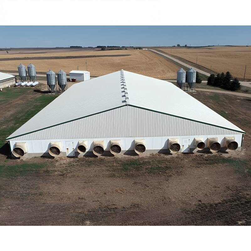 Layer Broiler Steel Structure Chicken House Building for Farming