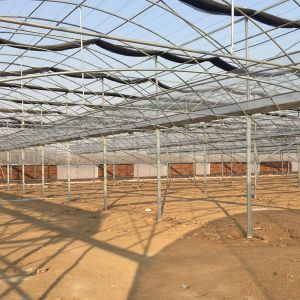 Large Multi-Span Greenhouse with Modern Aluminium Structure and Hydroponics