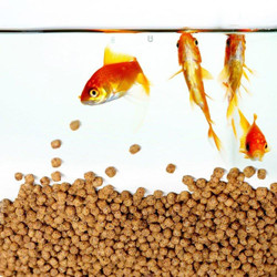 SS201 Floating Fish Feed Production Line 200-260 Kg/Hr Fully Continuous