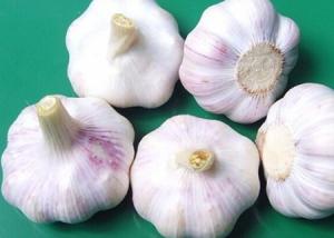 Cheap Alliin,Alliin powder,Garlic Extract,Garlic Extract powder,Garlic P.E. Cas Number: 556-27-4 for sale