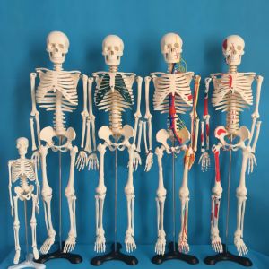 School Medical Simulation Pvc 180cm Tall Human Skeleton Model