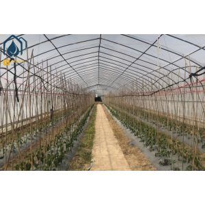 OEM Easily Assembled Tunnel Greenhouse Small Vegetables Farming Greenhouse