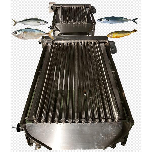 Quality Four Styles Automatic Mackerel Grading Line And Sorting Pelagic Fish Equipment wholesale