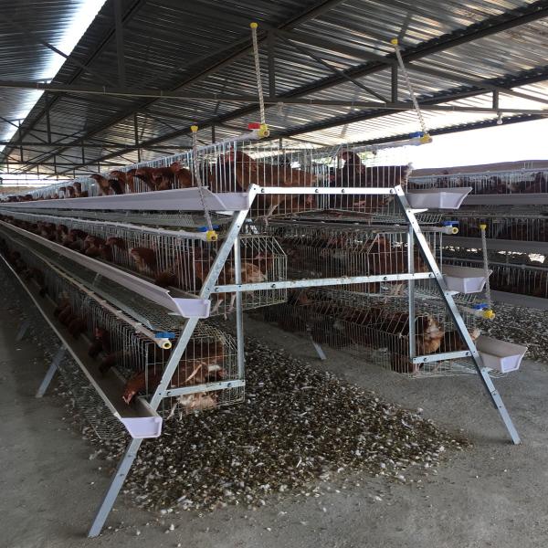 Quality 43*41Cm Full Automatic Battery Cage System U Type Galvanized Silver Color wholesale