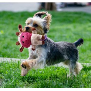 Natural Stuffed Squirrel Dog Plush Toys For Puppies