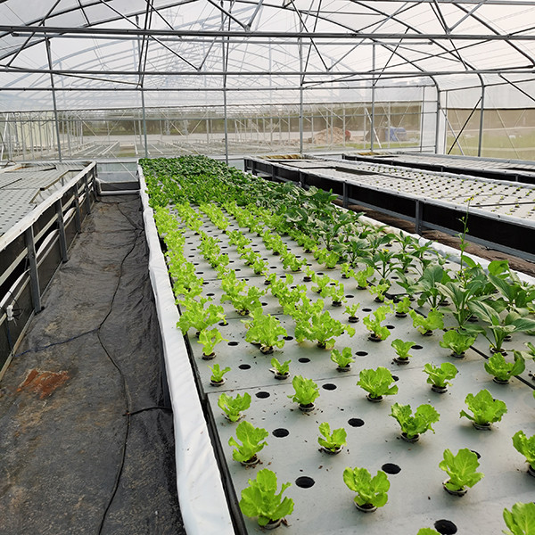 Quality Auto Adjusting Anti Algae Deep Water Culture Kit Dwc Hydroponics Growing System wholesale