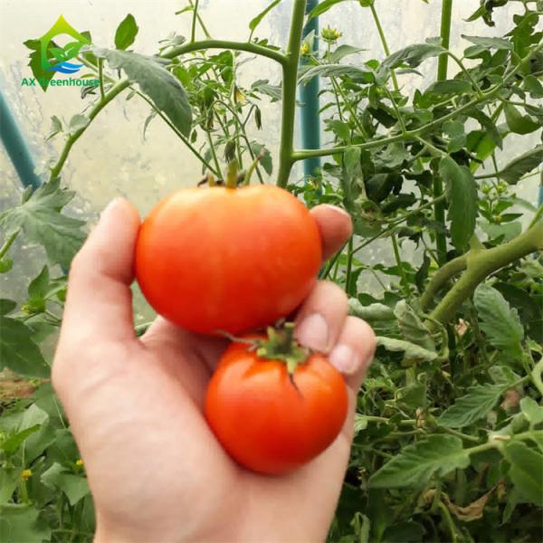 Quality Balcony NFT Hydroponic System wholesale