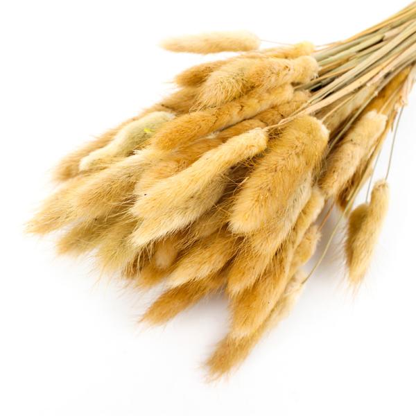 Real Touch Beautiful Dried Flowers Rabbit Tail Grass Preserved Lagurus Ovatus