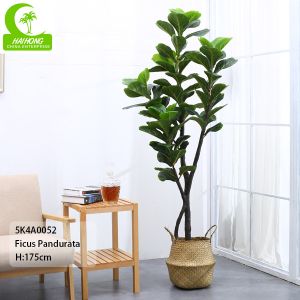 Cheap Flame Retardant Height 155cm Aesthetic Artificial Ficus Lyrata With Pot for sale