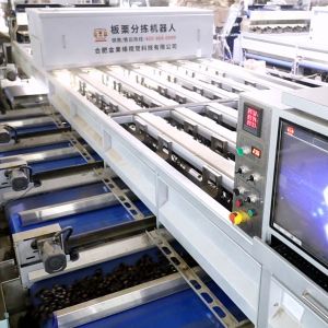 Inshell Chestnut Sorting Machine With 8 Different Qualities Discharge Ports