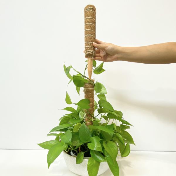 Quality Plant Support Coconut Coir Stick Sturdy Climbing Pole for Vines wholesale