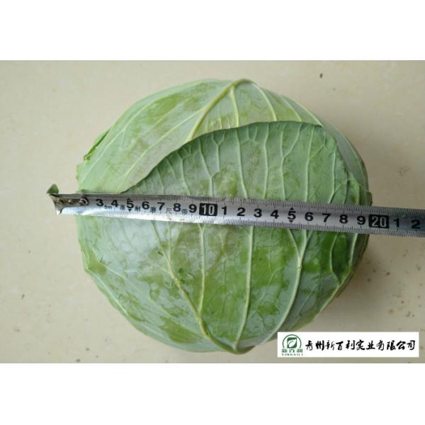 Oval Shape Green Pointed Head Cabbage Lower Blood Pressure 1 - 3 KG / PER