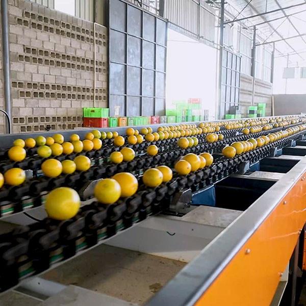 CE MD Certified Orange Sorting Machine Up To 50 Grades With High Efficiency And