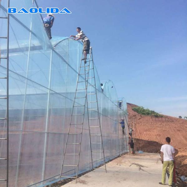 Quality Seedbed Nursery Multi Span Tunnel Plastic Greenhouse For Strawberry Planting wholesale