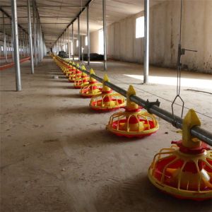 Stainless Chicken Feeding System Pan Feeder Poultry 50-100 Chickens / Hour