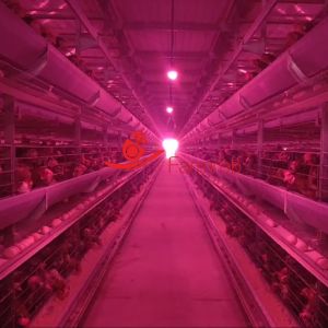 China Industrial-Grade 6-Tier Layer Chicken Cage System Durability on sale