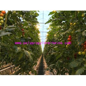 High Breaking Strength And UV Treated Polypropylene Wrapping Twine for Tomato