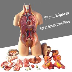 55 Cm Unisex Human Anatomy Medical Torso Model 20 Parts For Teaching